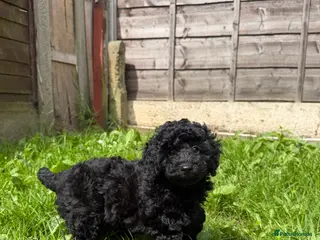 Toy Poodle dogs KC REG Gorgeous Deep Red Toy Poodle Pups😍🐶 - Advert 10