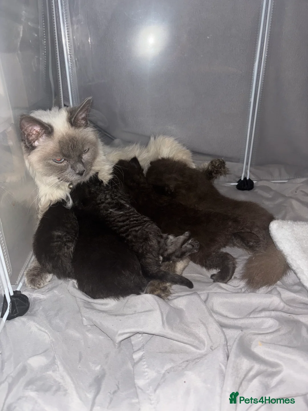 Mixed Breed cats for sale: Mixed Ragdoll kittens - Advert 2