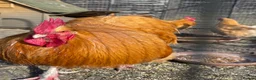 Chickens poultry for sale: Grownup Chickens in Maidstone - Advert 4