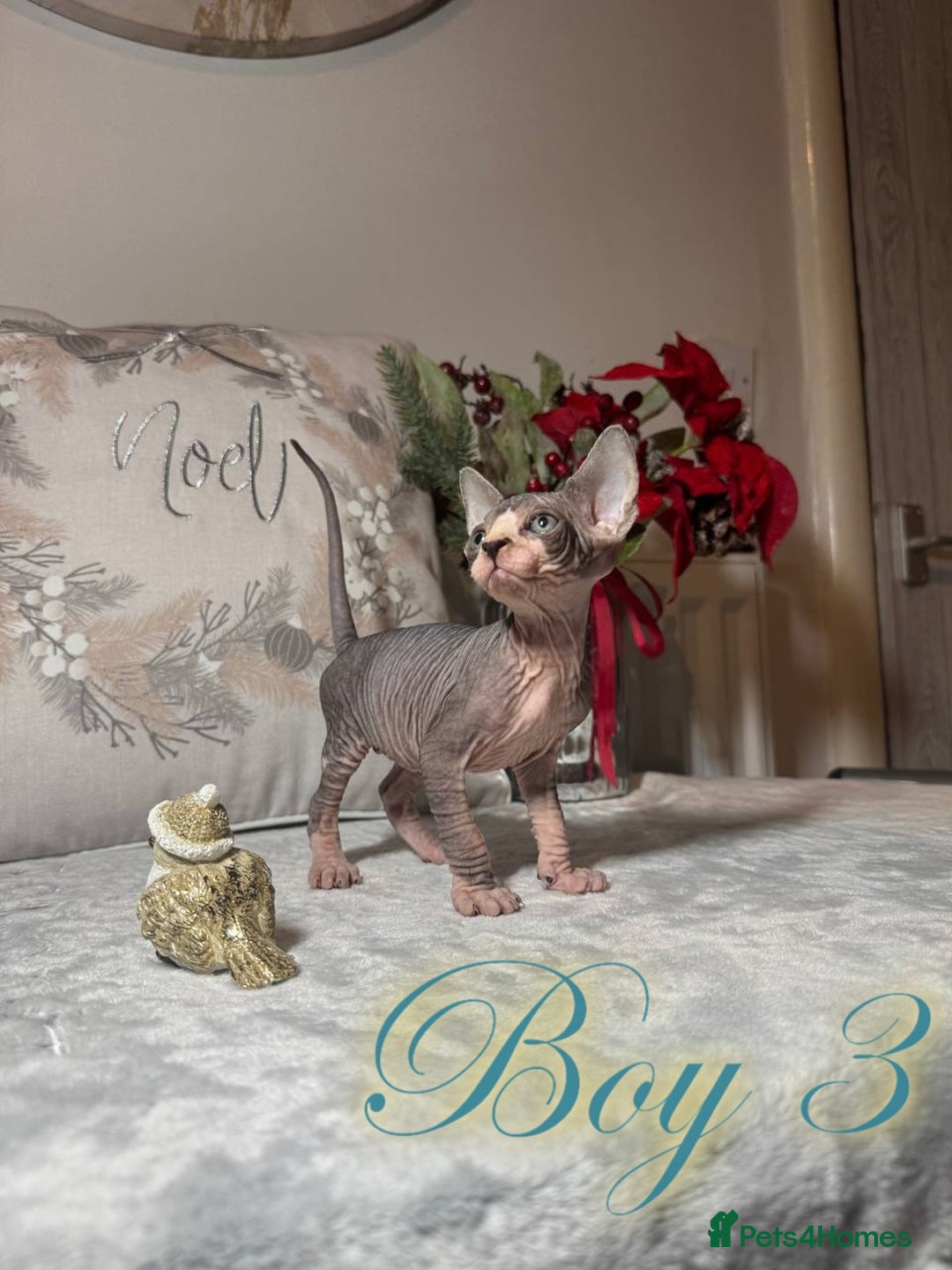 Sphynx cats for sale: Stunning Pedigree Sphynx Kittens - Advert 38