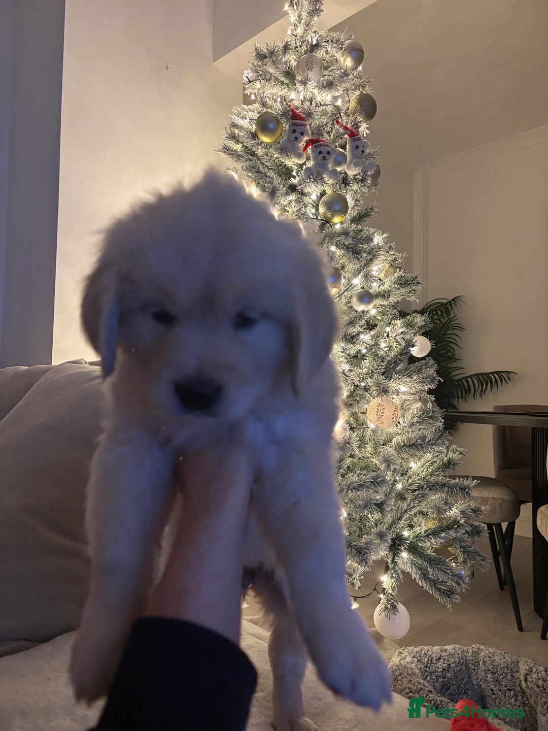 Golden Retriever dogs for sale: Golden Retriever Girl   - Advert 3