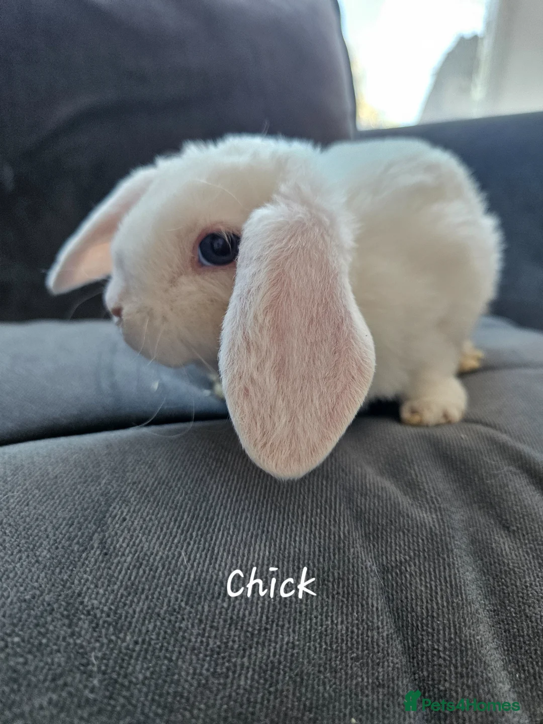 Mini Lop rabbits for sale: Mini Plush Lops - Suffolk - Advert 2