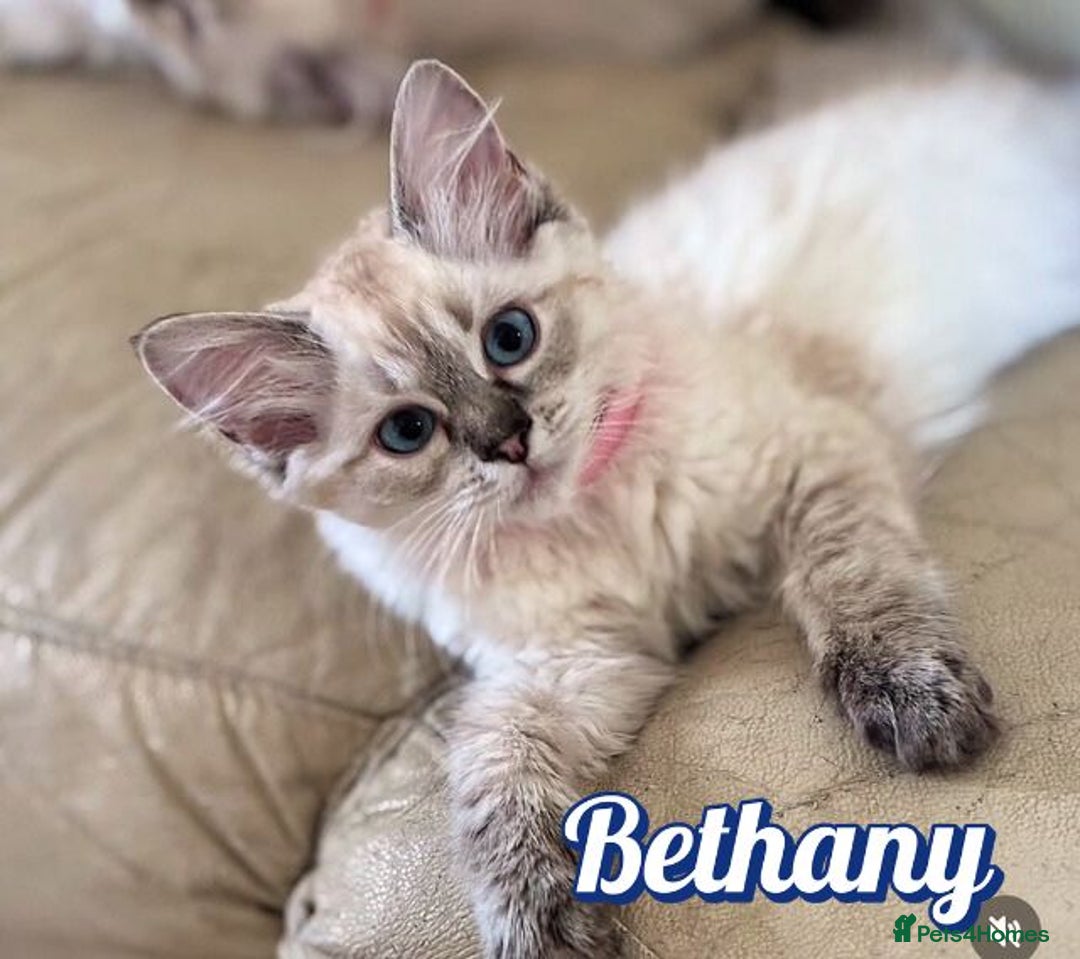 Ragdoll cats for sale: GCCF Registered Kittens - Image 6