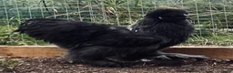 Chickens poultry for sale: Young silkie cockerel in Consett - Advert 3