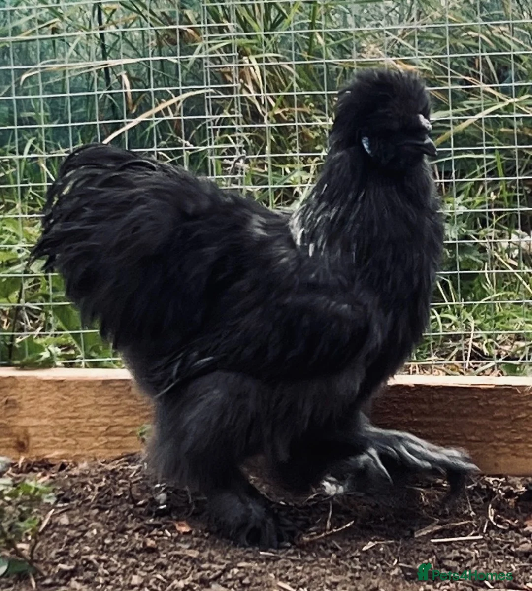 Chickens poultry for sale: Young silkie cockerel in Consett - Advert 3