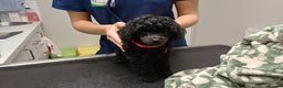 Toy Poodle dogs for sale: Female toy poodles chocolate & apricot  - Advert 6