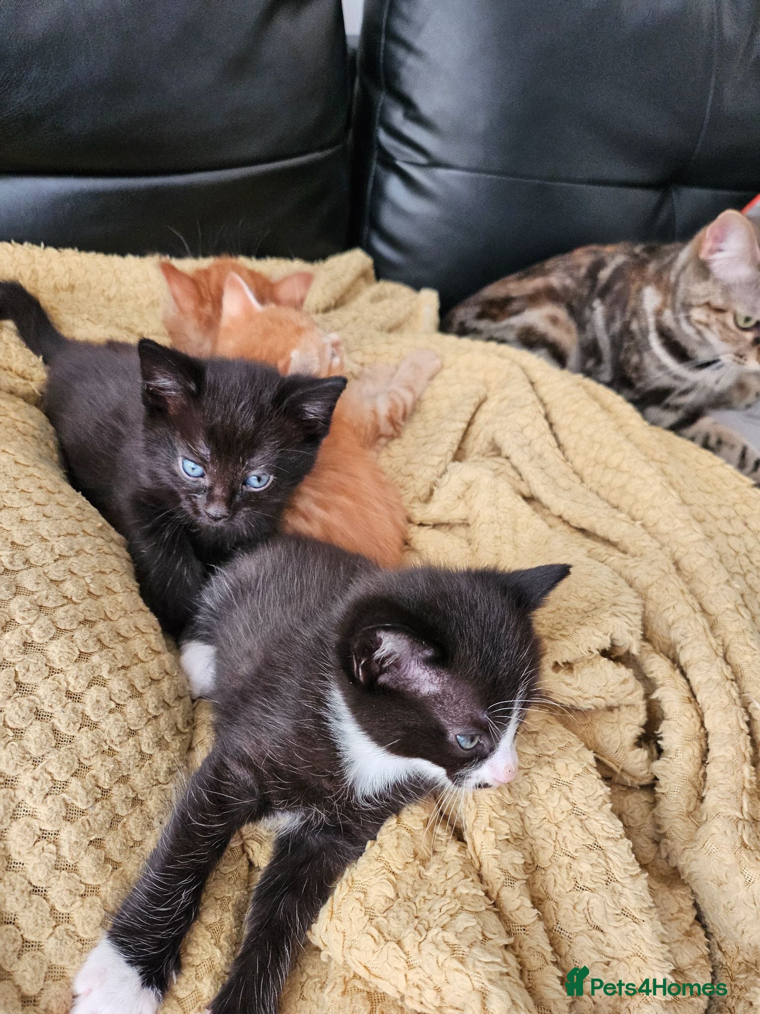 British Longhair cats Ready now Longhaired black b & w & tabby markings  - Advert 18