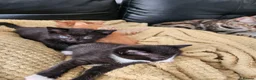 British Longhair cats for sale: Longhaired and shorthaired ginger, black, b & w - Advert 3