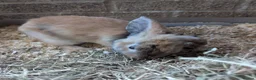 Mixed Breed rabbits for sale: Baby rabbits in Fleet - Advert 6