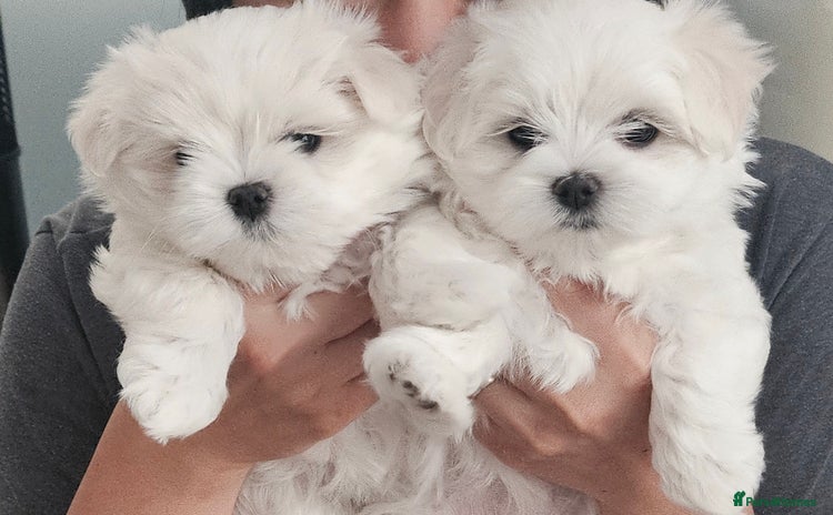 Maltese dogs - Advert 2