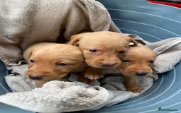 Labrador Retriever dogs for sale: Fox red lab  - Image 3