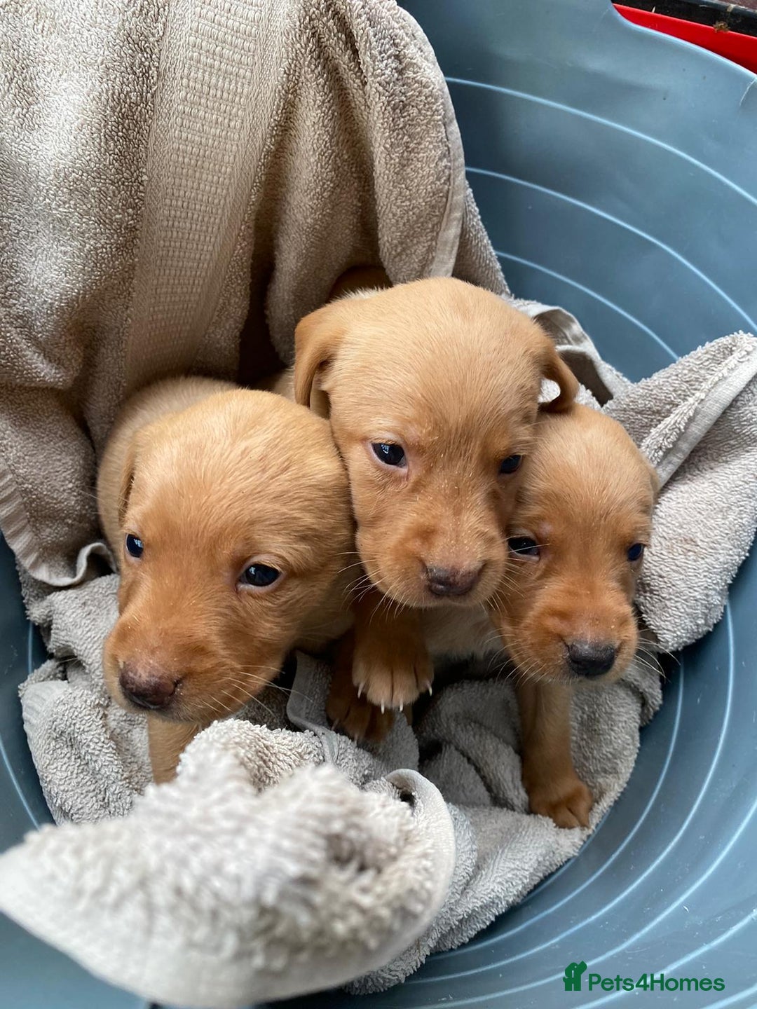 Labrador Retriever dogs for sale: Fox red lab  - Image 3