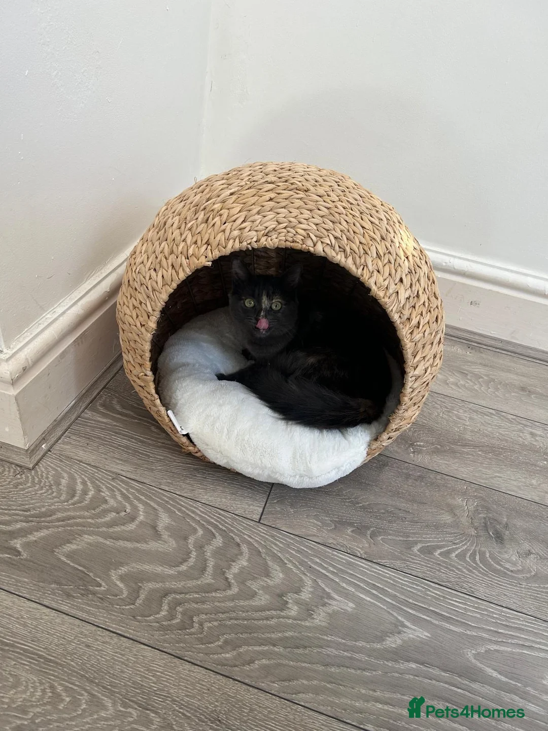 Mixed Breed cats for sale: Daisy - Advert 1