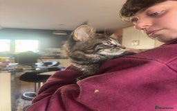 Maine Coon cats for sale: Last little girl left - Ready Now - Image 3