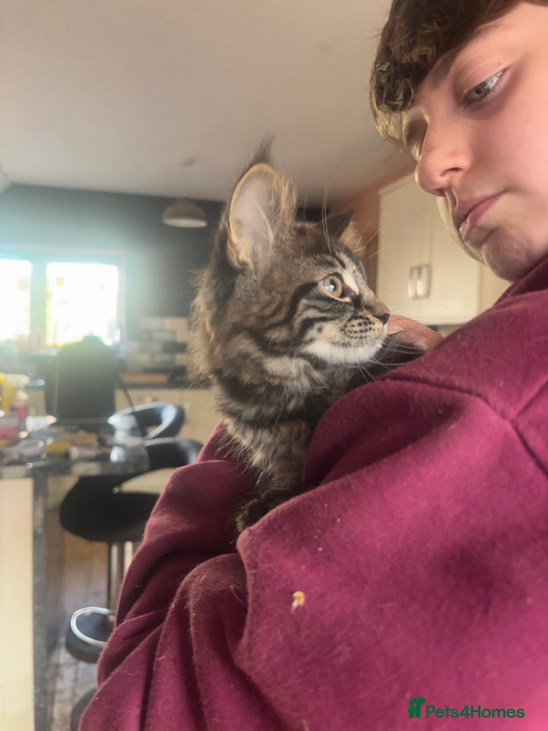 Maine Coon cats for sale: Last little girl left - Ready Now - Image 3
