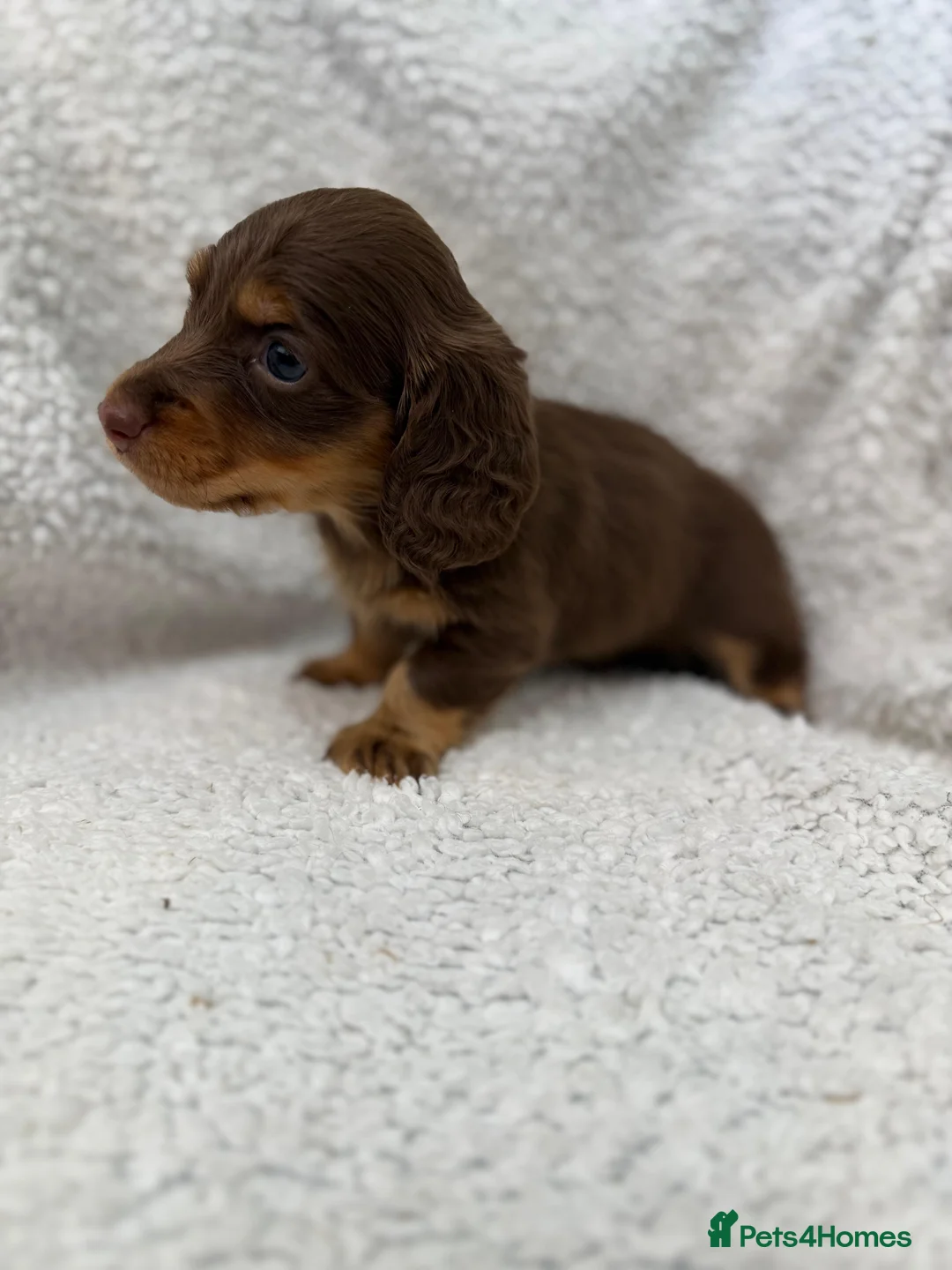 Miniature Dachshund dogs for sale: 5 beautiful long haired dachshunds!  in Bristol - Advert 2