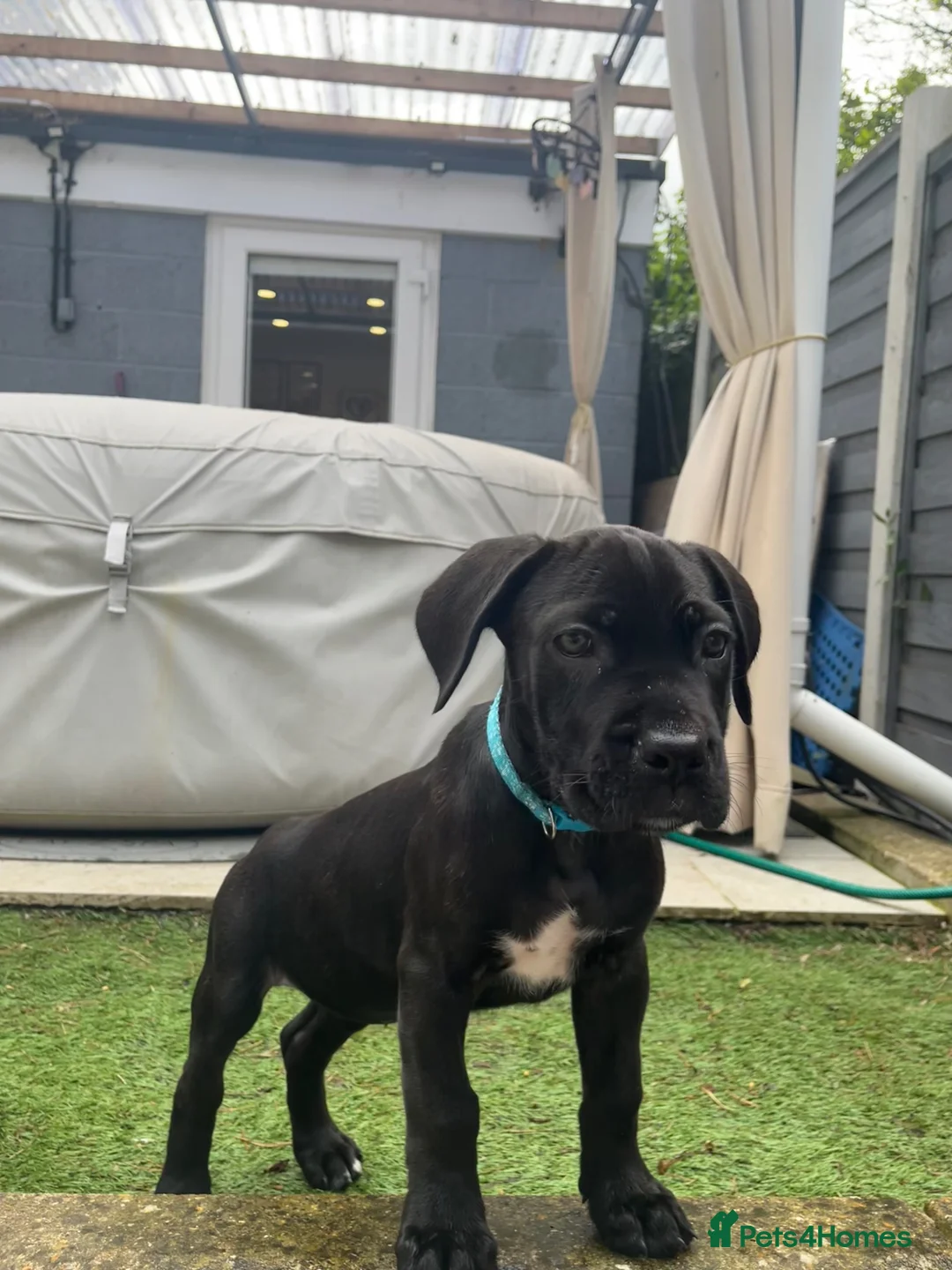 Cane Corso dogs for sale: 🐾 Beautiful Cane Corso Puppies for Sale 🐾 - Advert 2