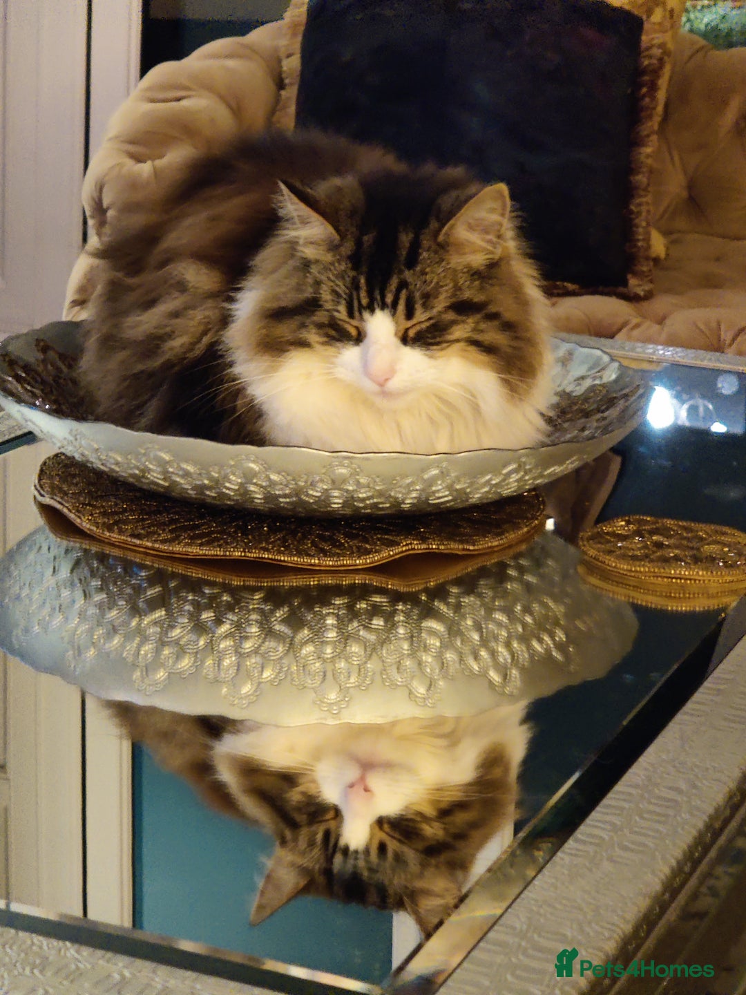 Ragdoll cats for sale: Loving pair of cats  - Image 3