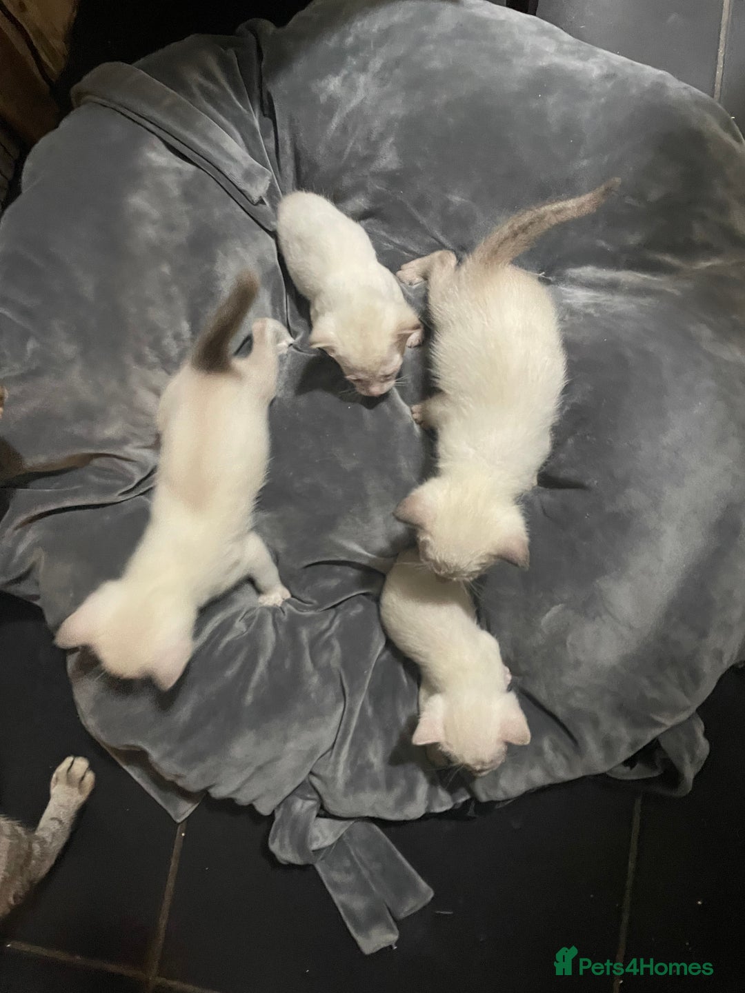 Bengal cats for sale: ABSOLUTELY BEAUTIFUL KITTENS 🐈‍⬛ XX - Advert 6