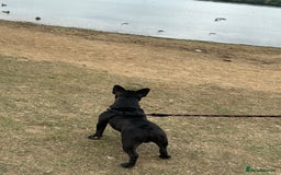 French Bulldog dogs for sale: 8 month old French Bulldog! - Image 6