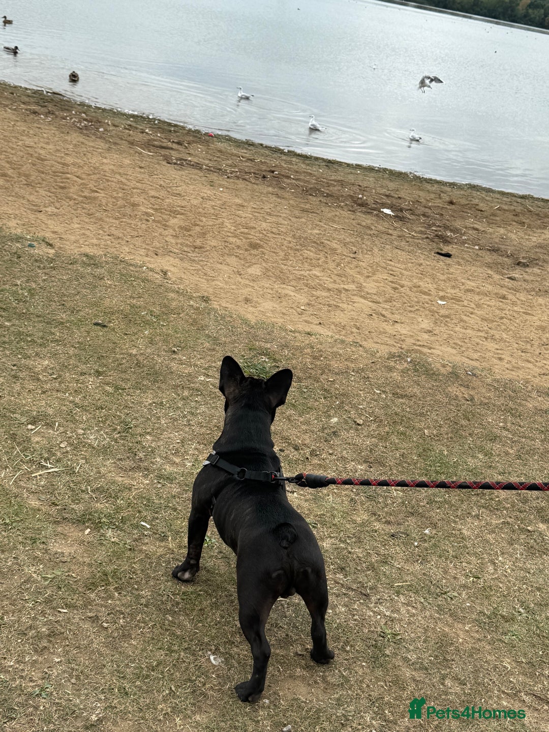 French Bulldog dogs for sale: 8 month old French Bulldog! - Image 6