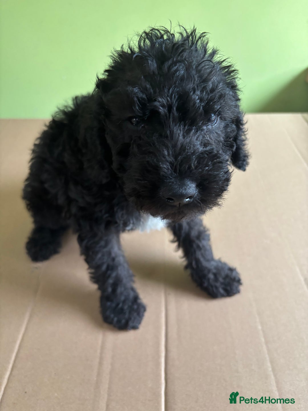 Bedlington Terrier dogs for sale: Bedlington terriers pups - Image 4