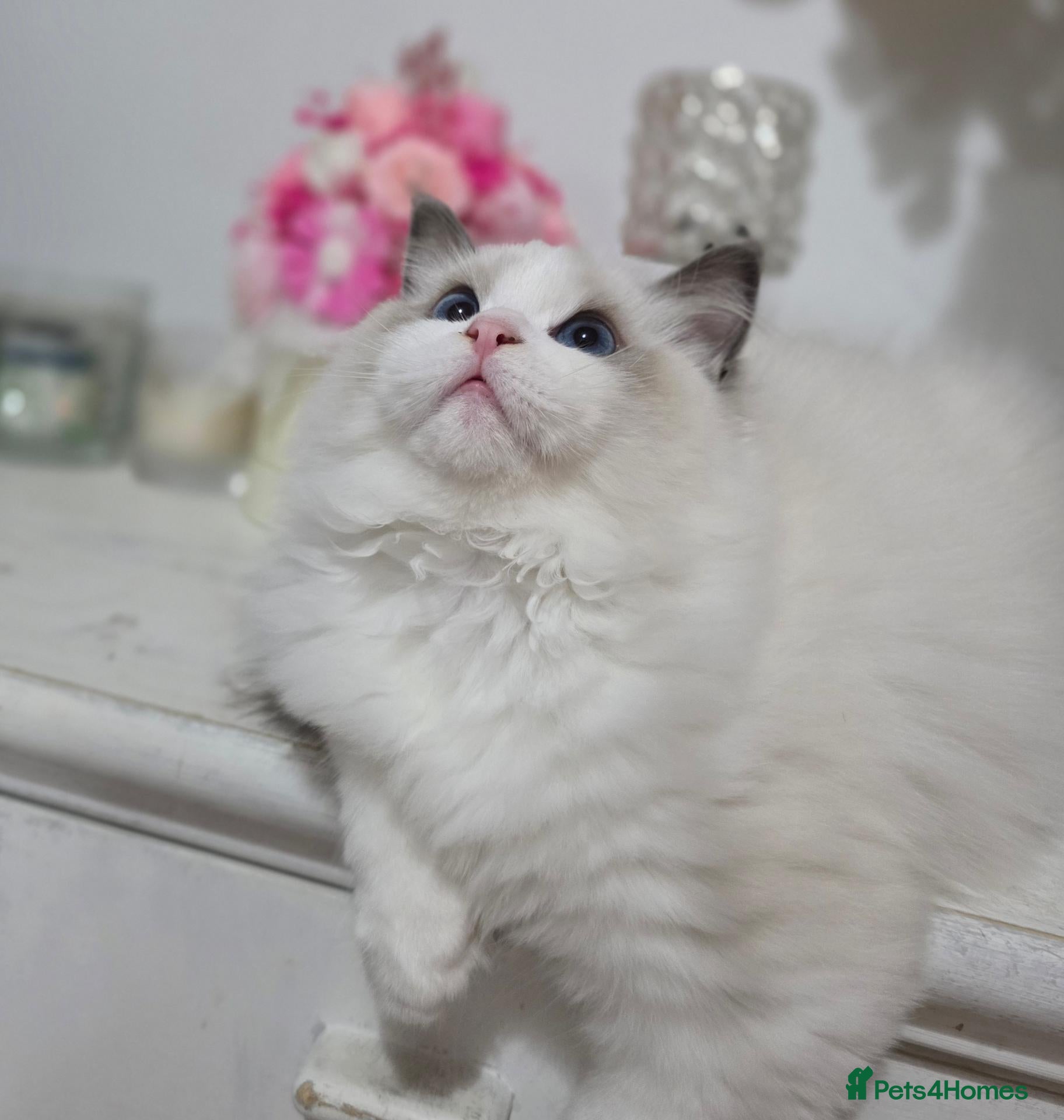 Ragdoll cats Please read✨️Champion European lines. Tica - Advert 2