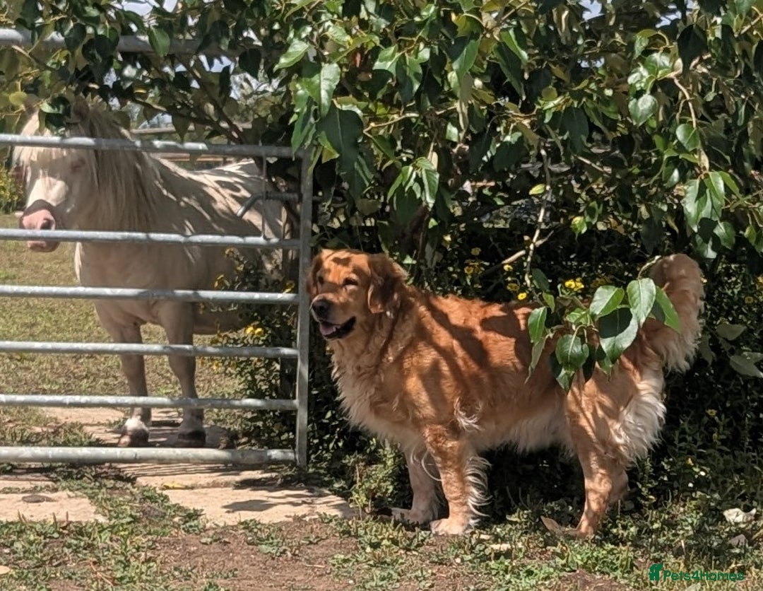 Golden Retriever dogs for sale: 4 YO Beautiful KC Health Tested Golden Retriever - Image 3