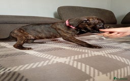 Mixed Breed dogs for sale: Mastiff cross  - Image 9