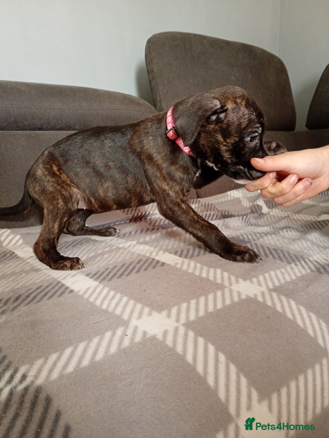 Mixed Breed dogs for sale: Mastiff cross  - Image 9