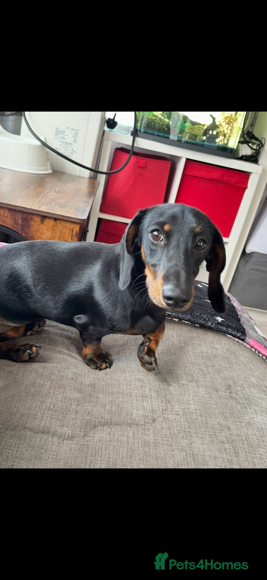 Miniature Dachshund dogs Meet scooby  - Advert 3