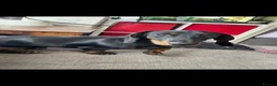 Miniature Dachshund dogs for sale: Meet scooby  - Advert 1