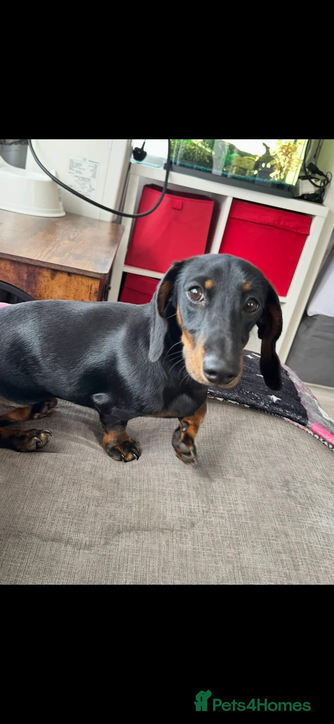 Miniature Dachshund dogs for sale: Meet scooby  - Advert 1