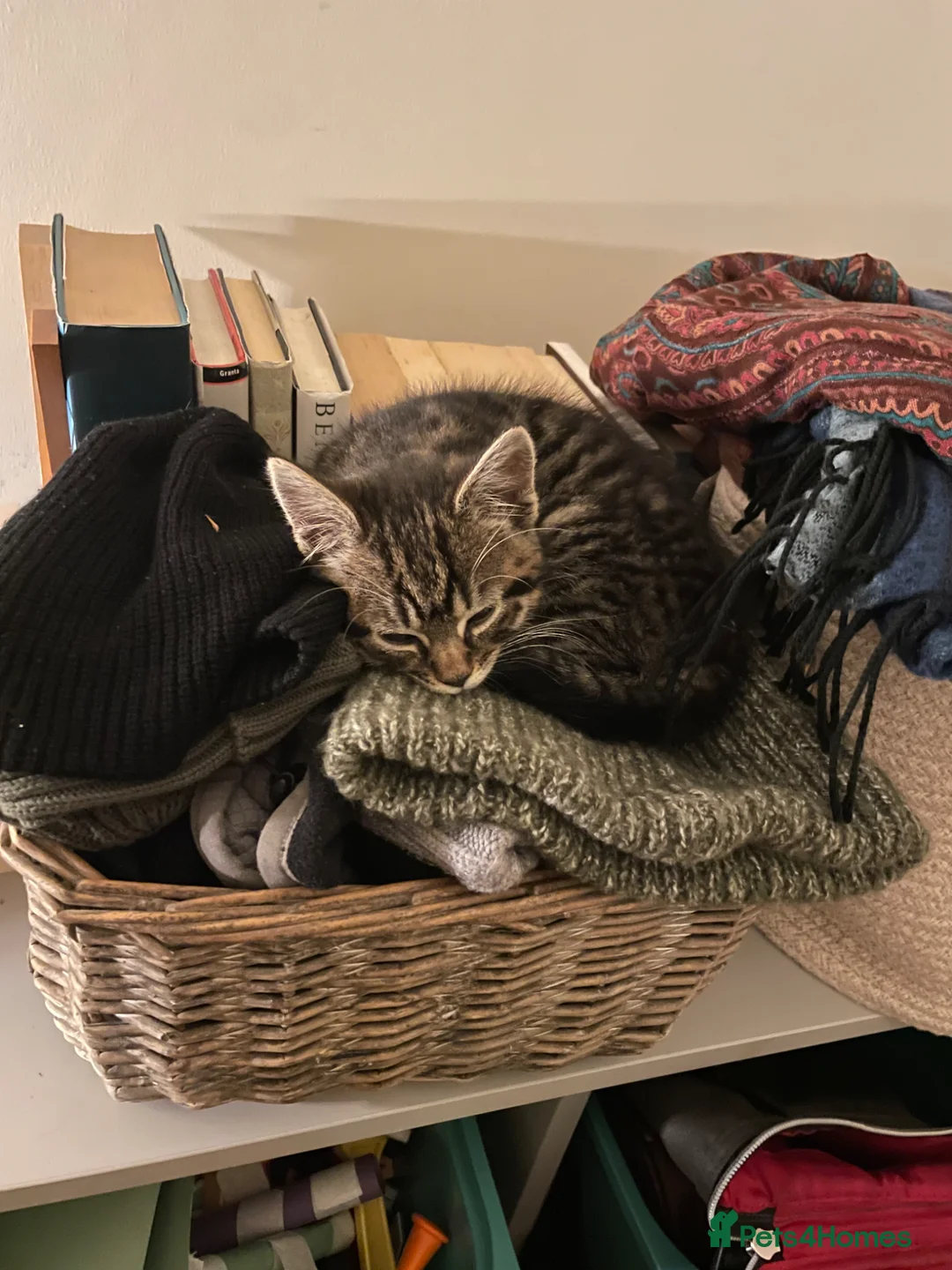 British Shorthair cats for sale: Tabby kitten female in London - Advert 3