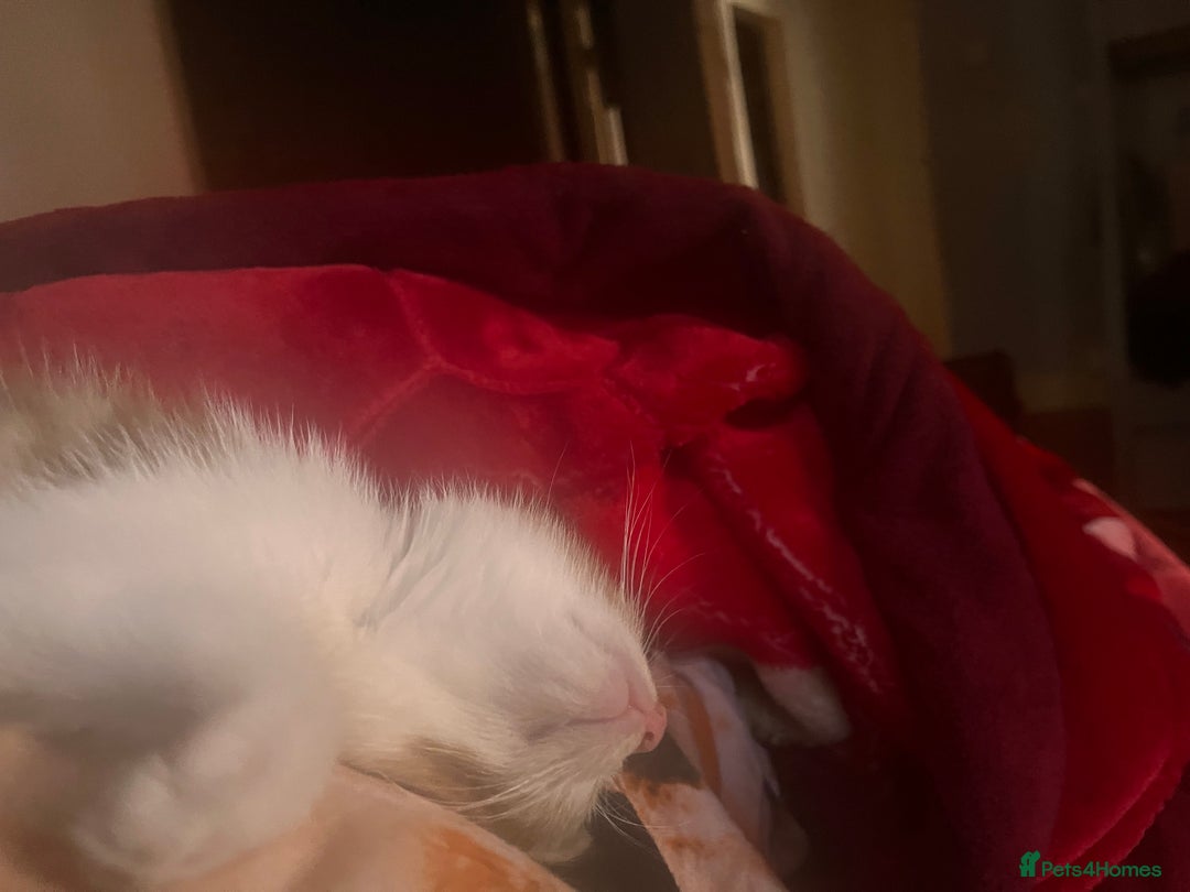 British Shorthair cats for sale: Orange domestic kitten - Image 5