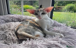 Oriental cats for sale: Oriental shorthair bicolour  - Image 6