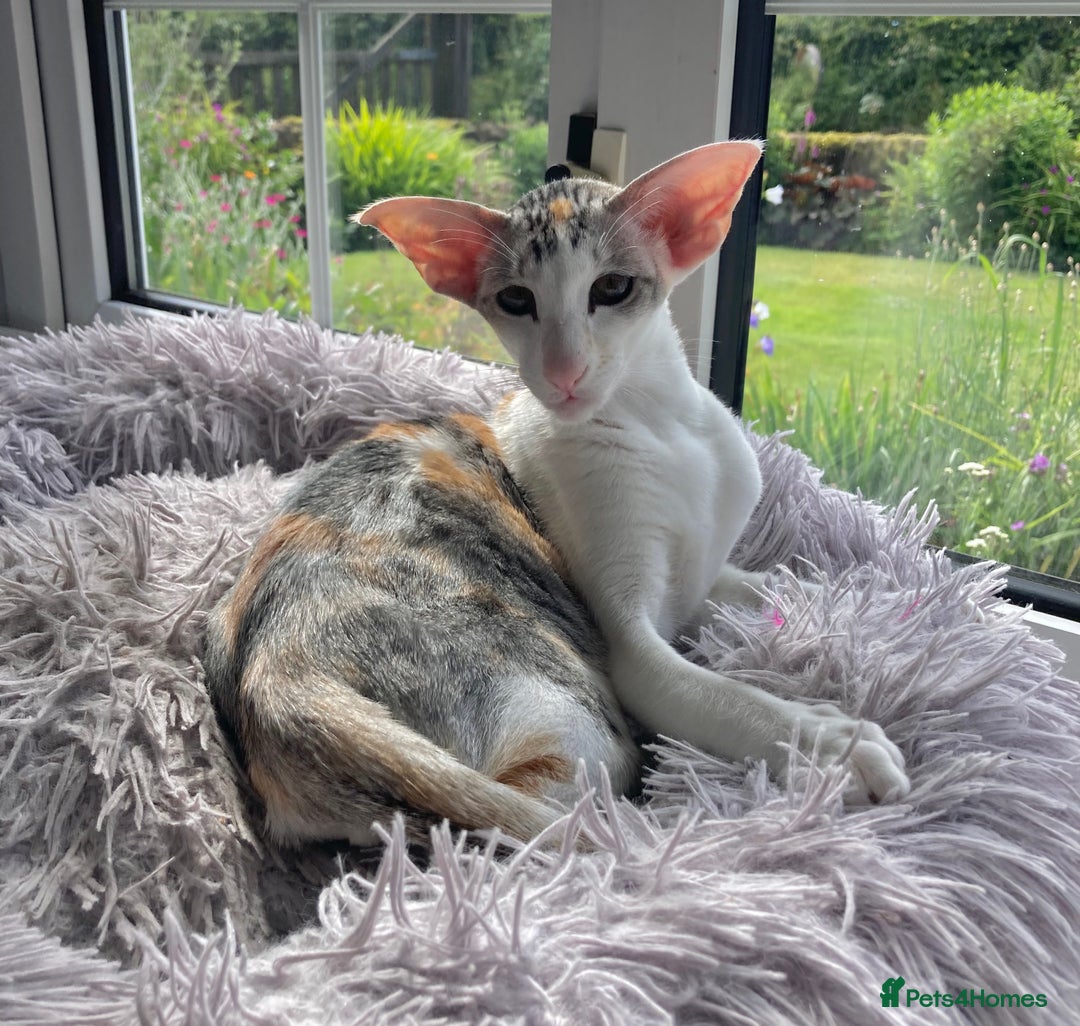 Oriental cats for sale: Oriental shorthair bicolour  - Image 6