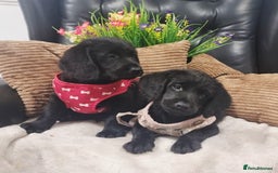 Labradoodle dogs for sale: F1 Labradoodle Puppy's  - Image 12