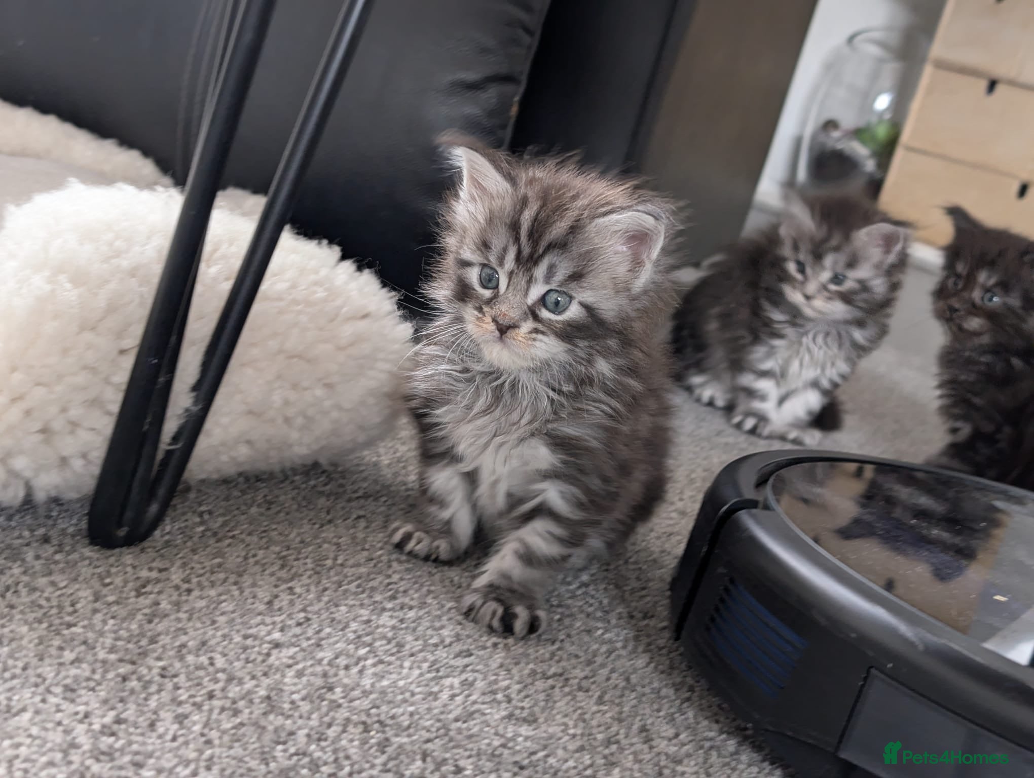 Maine Coon cats for sale: Maine coon kittens  - Advert 16