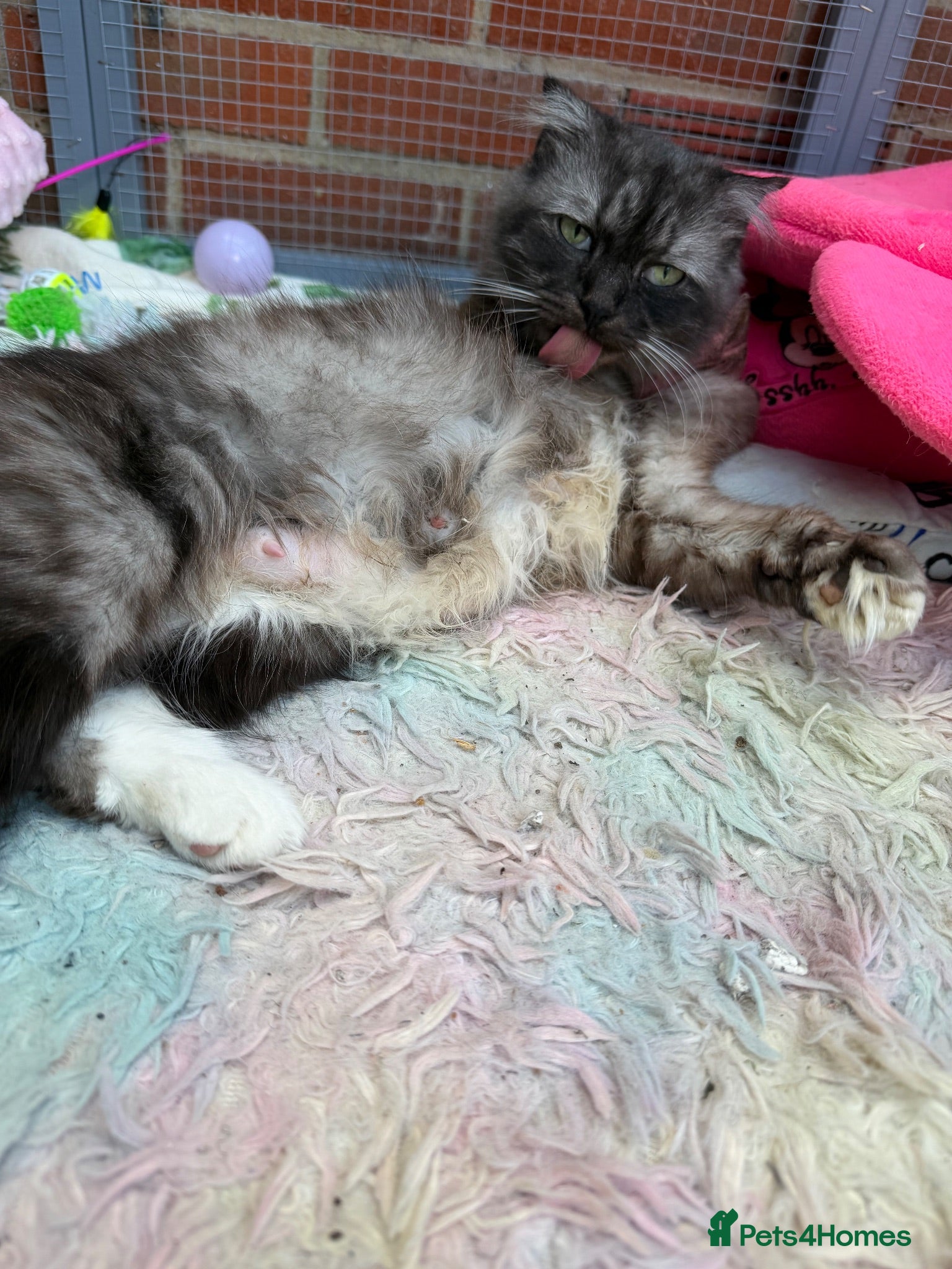 Mixed Breed cats Beautiful kittens for sale  - Advert 2