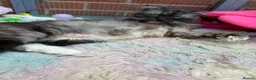 Mixed Breed cats for sale: Beautiful kittens for sale  - Advert 1