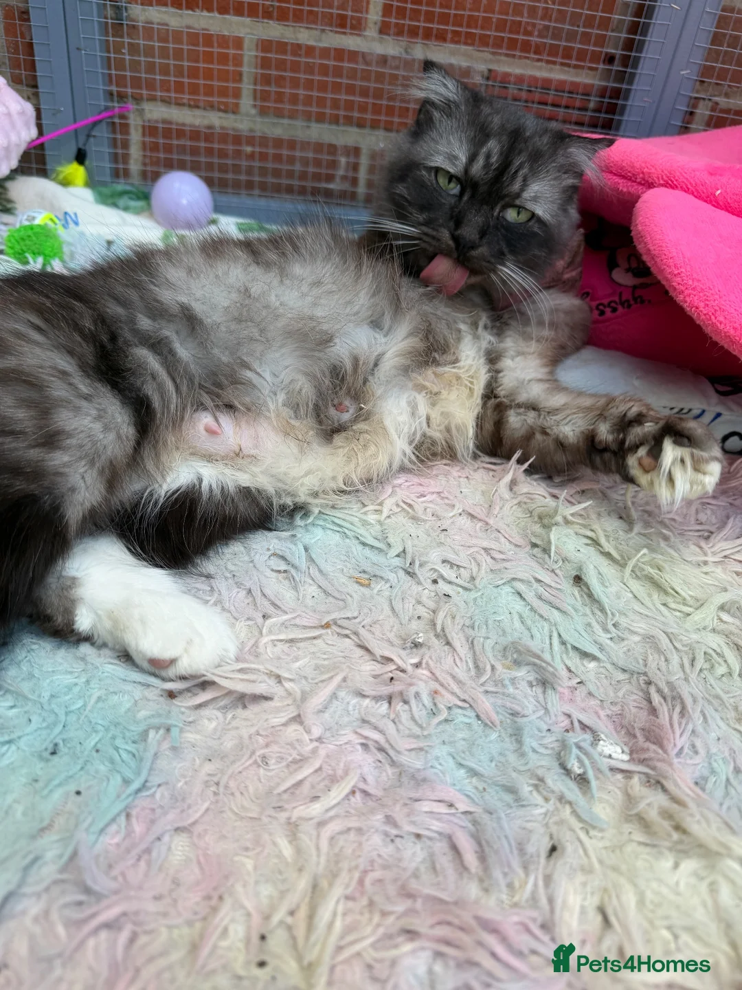 Mixed Breed cats for sale: Beautiful kittens for sale  - Advert 1