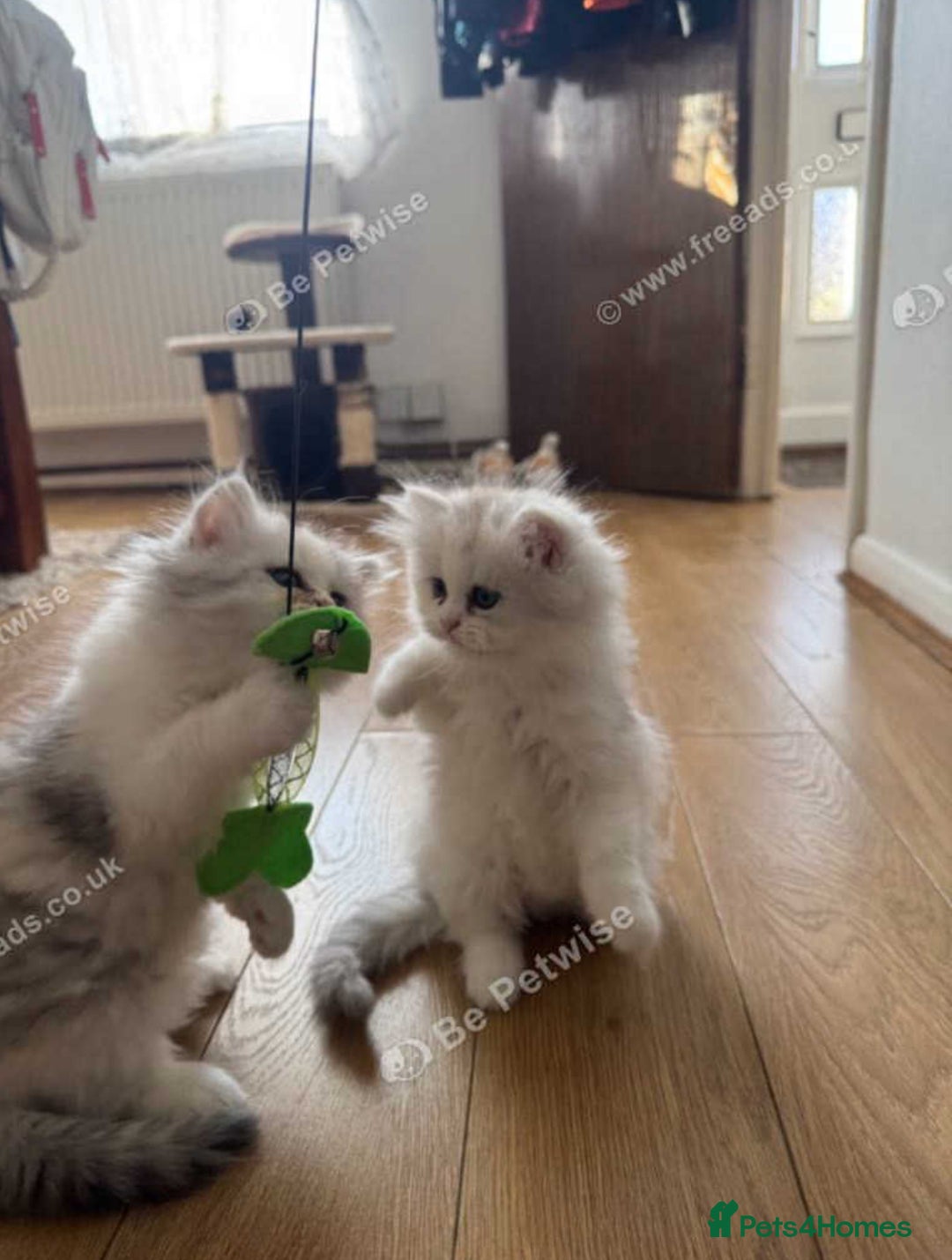 Persian cats for sale: Lovely Persian cats  - Image 10