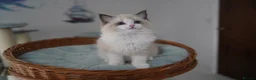 Ragdoll cats for sale: TICA registered kittens - Advert 3