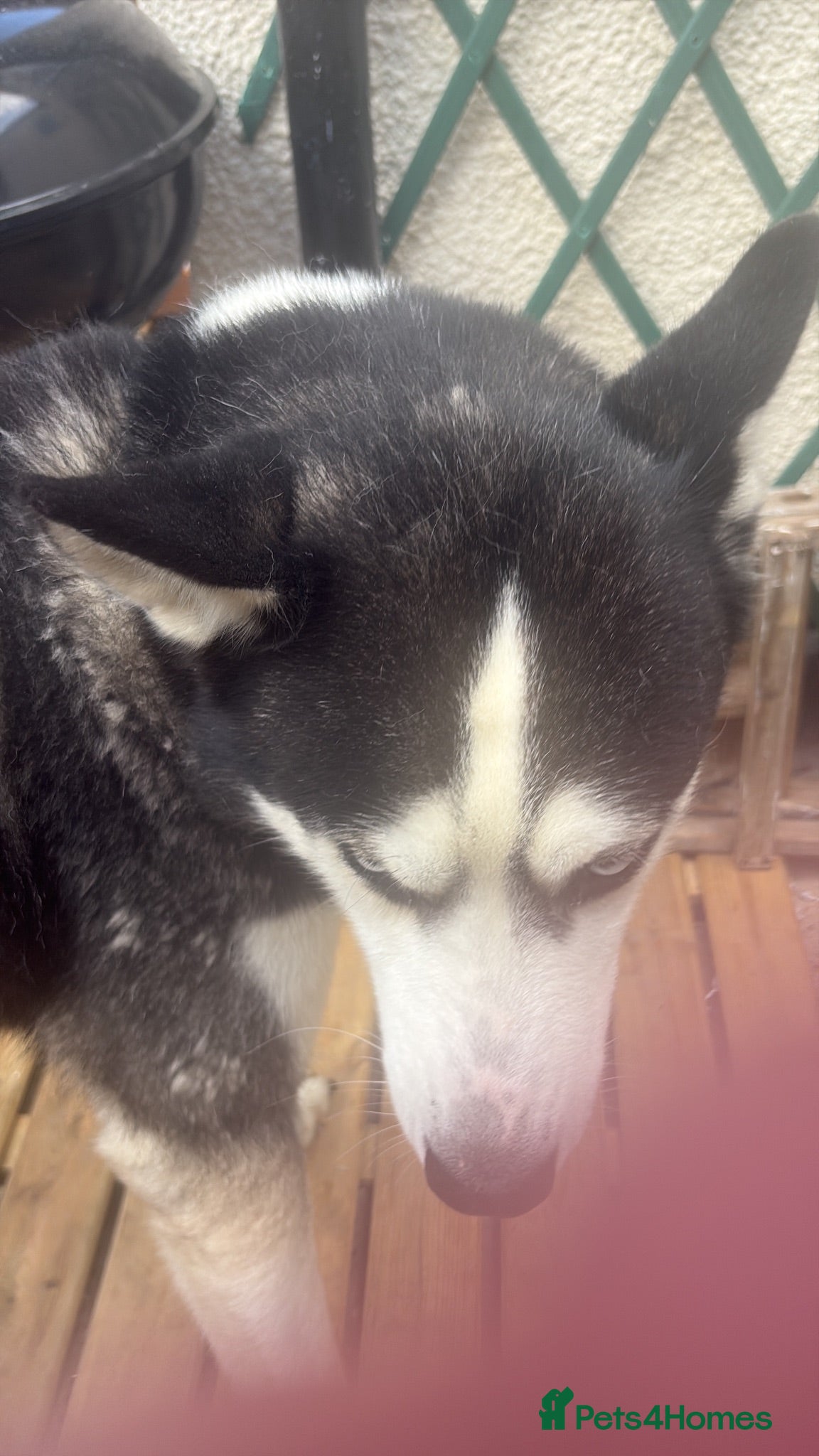 Siberian Husky dogs Siberian husky - Advert 6