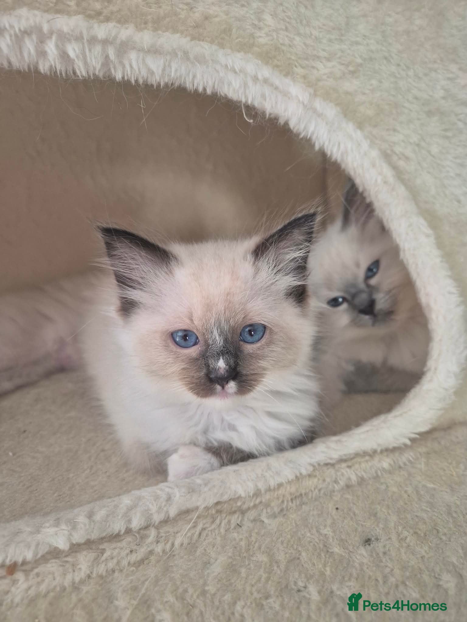 Ragdoll cats Price Reduction WONDERFUL 100% RAGDOLL  - Advert 9