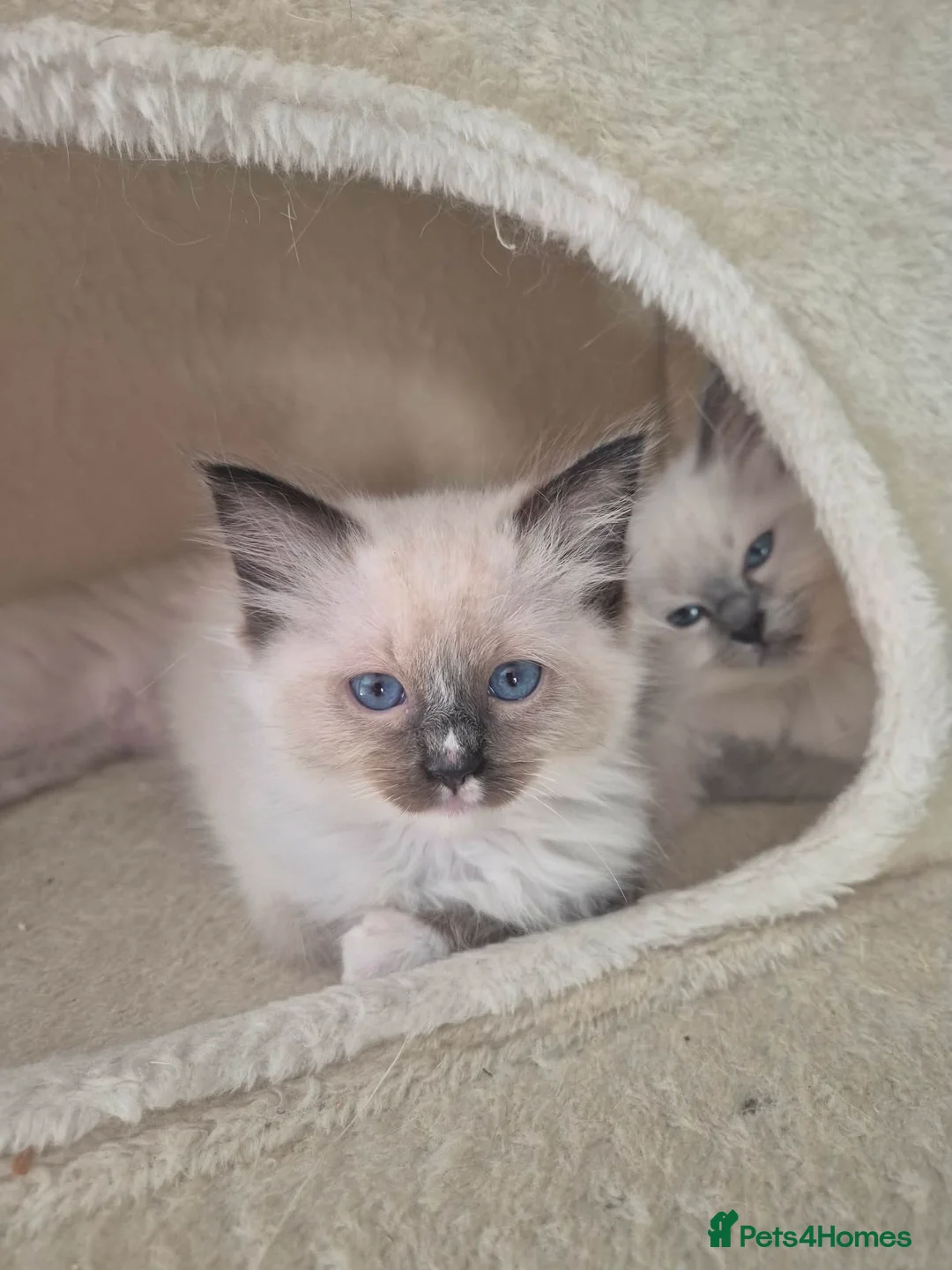 Ragdoll cats for sale: Price Reduction WONDERFUL 100% RAGDOLL  - Advert 1