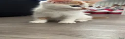 Mixed Breed cats for sale: Find them a loving forever home  - Advert 6