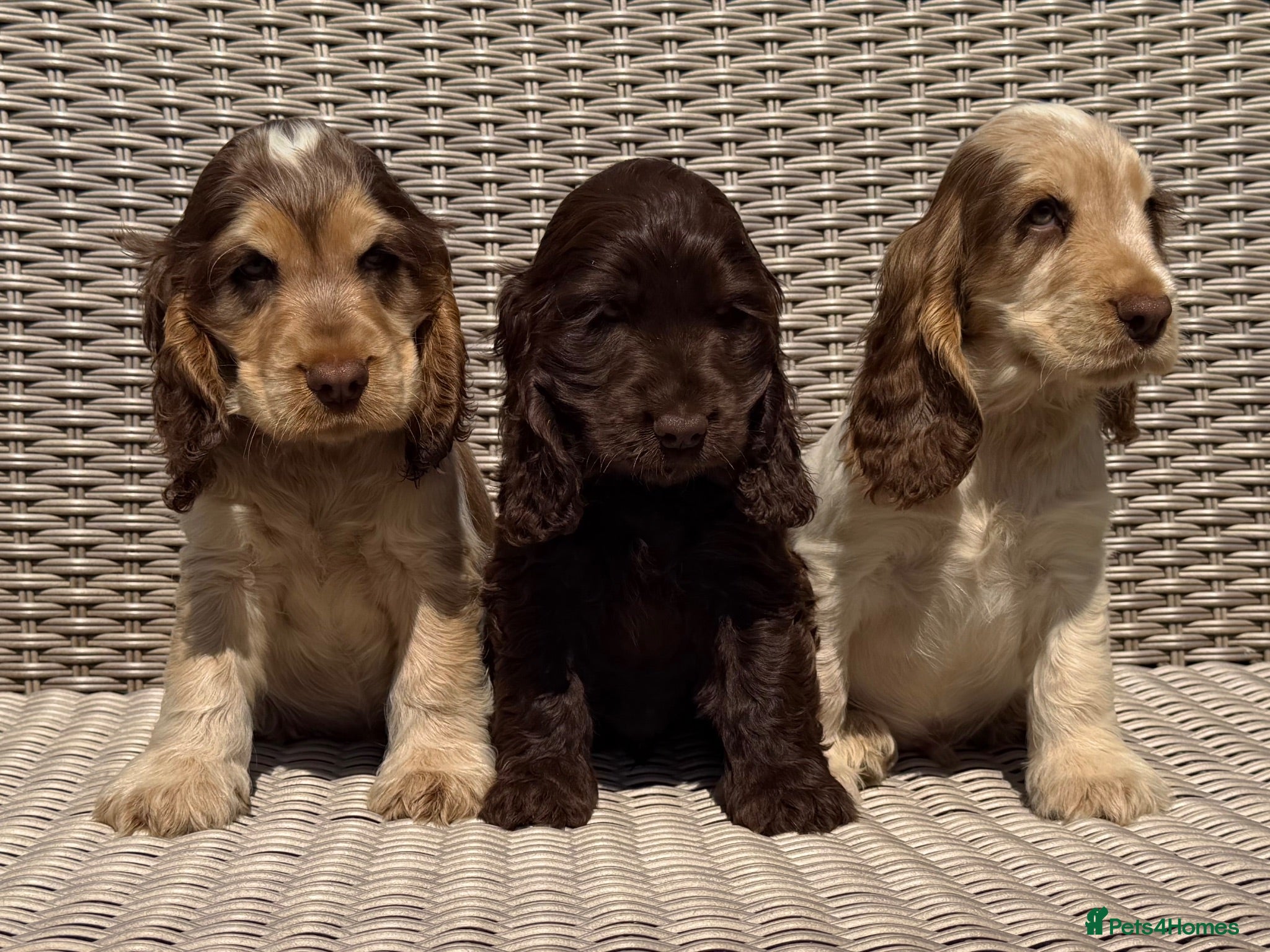 Cocker Spaniel dogs KC Show-type Chocolate & Choc Sable puppies - Advert 1