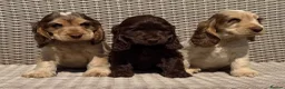 Cocker Spaniel dogs for sale: KC Show-type Chocolate & Choc Sable puppies - Advert 1